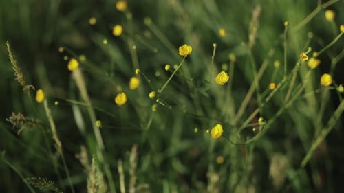 Closeup Wild Yellow Tender Flowers in Field on Sunny Day Slow Motion