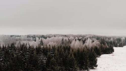 Frozen fir tree forest on a snowy winter day. Aerial drone shot ascending from evergreen forest. Whi