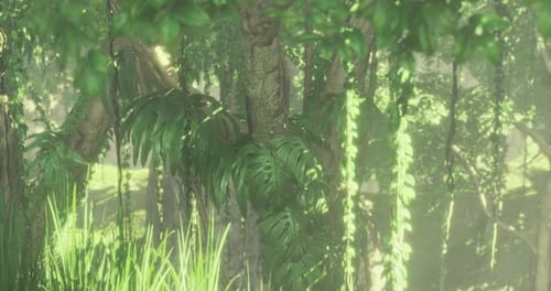 Lush Tropical Foliage in a Misty Forest at Dawn Showcasing Natures Beauty