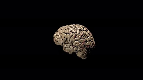 3D Human Brain Anatomy Rotating on Black Background