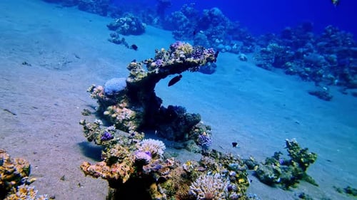 Colorful Coral Reef with Fish Underwater