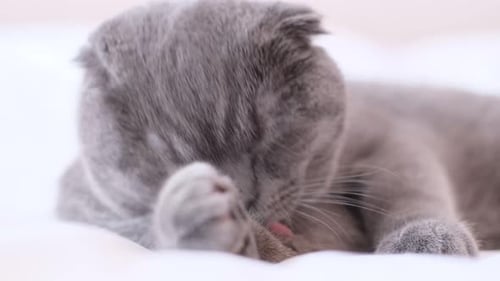 Cat Grooming Itself on White Surface