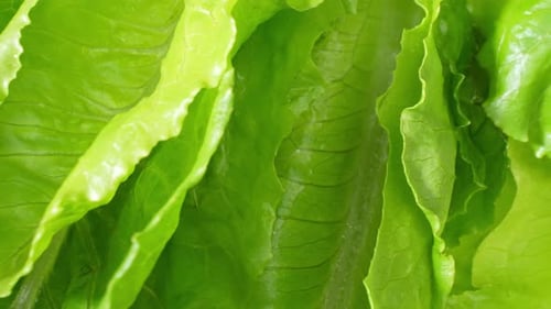 Close-up of a green cos lettuce.