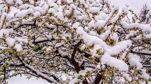 timelapse shot snow melts from cherry tree branches in spring