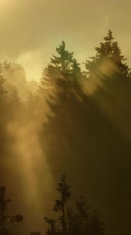 Uma névoa serena da floresta está repleta de raios de sol gloriosos, criando uma atmosfera encantadora