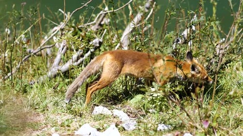 Cute Wild Fox Searching For Food And Leaving Elegantly