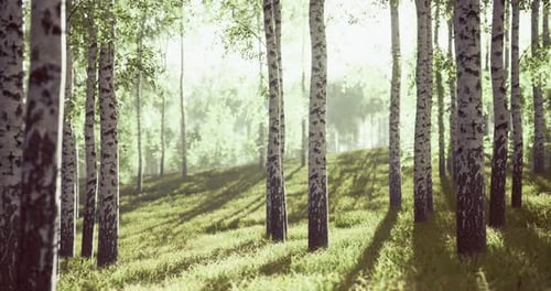 Sunlight Filters Through a Serene Grove of Birch Trees on a Tranquil Afternoon