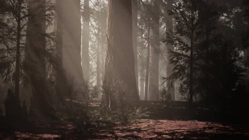 A Dense Forest with Towering Trees