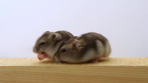 Two Hamsters on a Wooden Surface