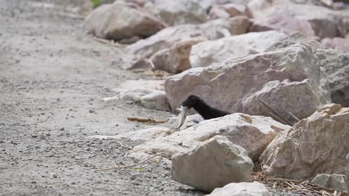 A mink running across a dirt road with a fish in its mouth