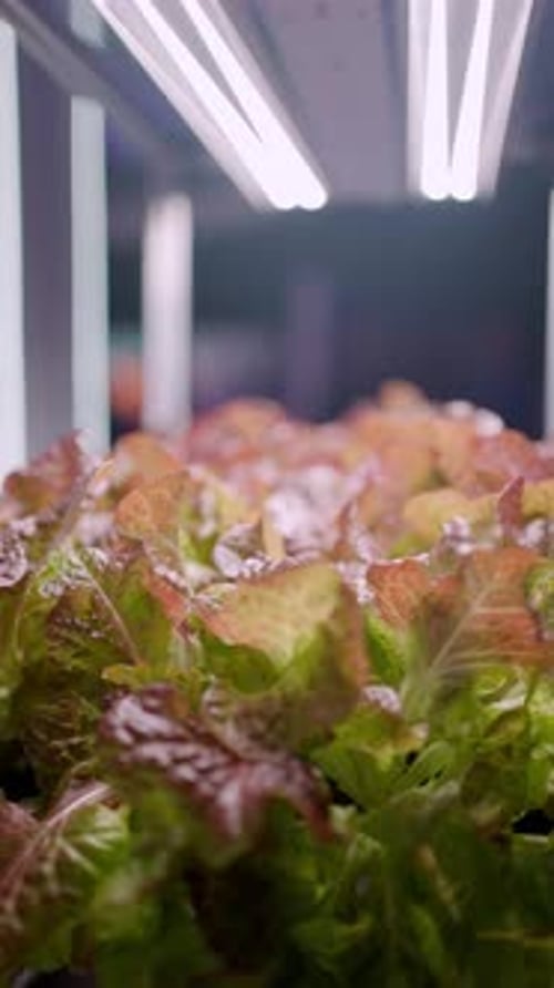 Lettuce Indoor Growth Growing Eco Plants Lettuce Salad Batavia Plantation in Hydroponic Conditions
