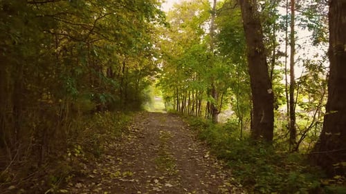 Pathway Covered By Yellow Leaves in Autumnal Park Beautiful Golden Autumn Woods Landscape with Trees