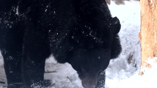 Majestic Black Bear Exploring Snowy Winter Forest
