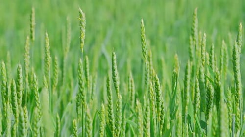 A Field of Green Ears of Wheat