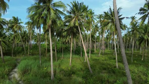 Flying in Plantation of Coconut Palm Trees
