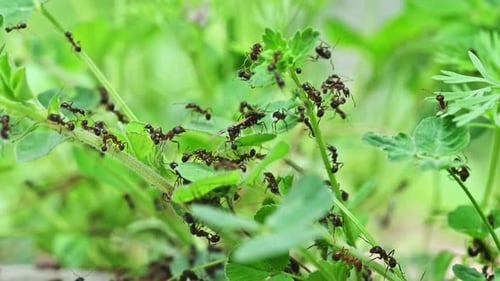 Black ants traverse lush vegetation
