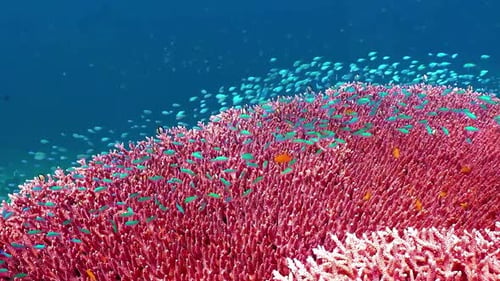 Bunte Fische am Weichkorallenriff 4K