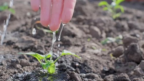A Man's Hand is Watering Green Plants in Dry Land Conservation of Nature