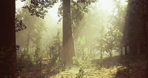 Sunlight Filtering Through Trees in a Serene Forest at Dawn