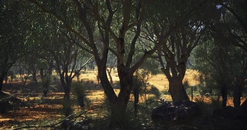 Lush Forest Landscape with Abundant Trees and Golden Earth During Midday