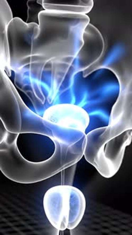 Prostate - Glandular Function & Influence Conceptual 3D Medical Animation | Manestream Den