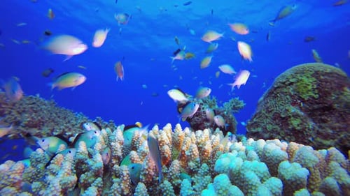 Underwater Coral Reef Marine