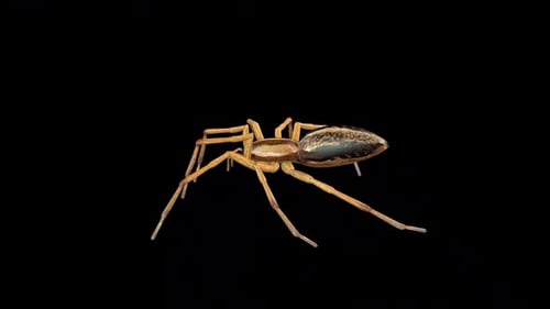 Spider