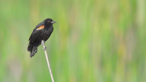 leuchtend rot geflügelte Amsel, die auf Schilf sitzt und ruft