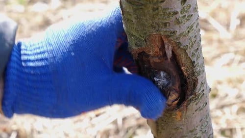Repairing Damaged Tree Bark with Grafting Compound