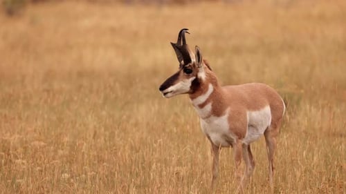 Pronghorn in Yellowstone National Park