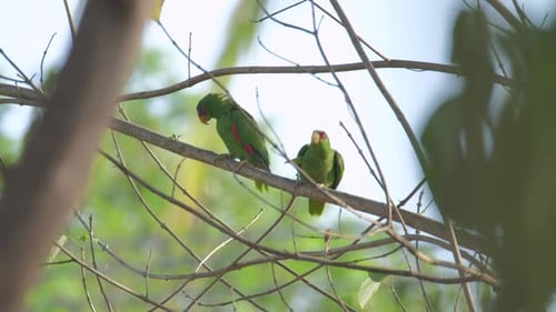 Two red lored parrot (Amazona autumnalis) on the branch with blue background.