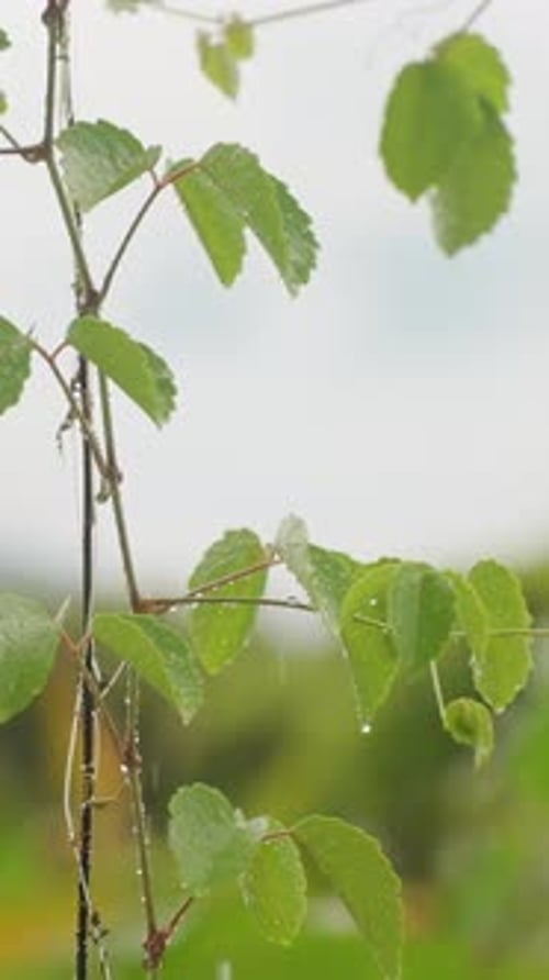 Vertical video. Fresh Vine with Small Buds Under Rainfall in Greenery, slow motion, Growth Concept