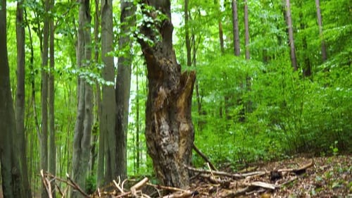 Grüne, üppige Bäume mit hohem und dünnem Stamm im Wald unter klarem, hellem Himmel. - Tilt-Up-Aufnahme