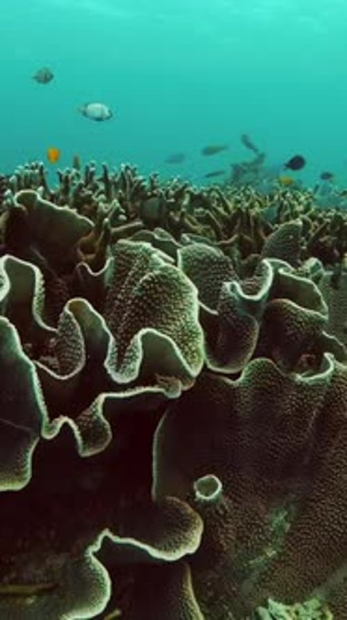Colorful Fish Swimming Above a Thriving Coral Reef
