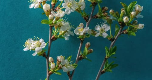 Fleurs de prunier sur une fleur de branche de prunier