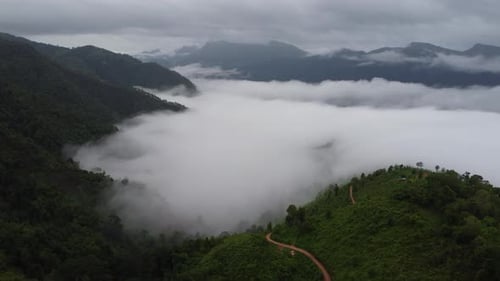 Aerial view of the trees in the valley with fog in the morning.