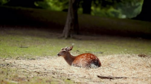 Deer Laying in Grassy Field