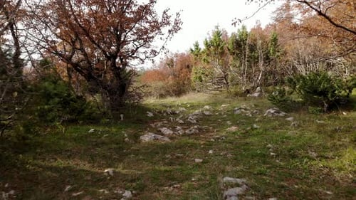 Path through bushes and leafless trees on mountain meadow in Autumn