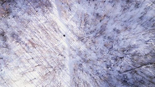An aerial drone flies overhead of a person walking along a forest winter path covered in snow on a s