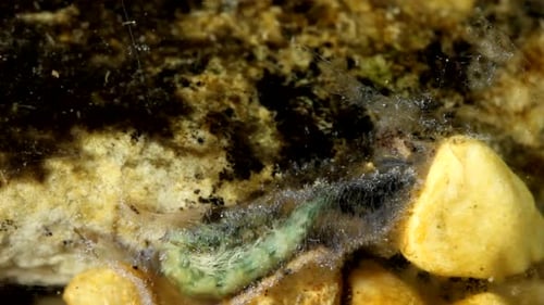 Caddisfly larva (Hydropsyche sp.) underwater in a trout stream, close-up, cleaning and turning aroun