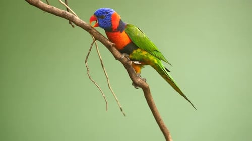 Small Parrots Stand on the Branch Against Green Background with Copy Space