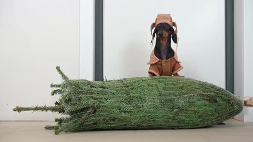 Dachshund with Christmas Tree and Costume
