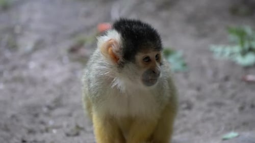 Gros plan d'un singe-écureuil à tête noire assis sur le sol. 4k raw