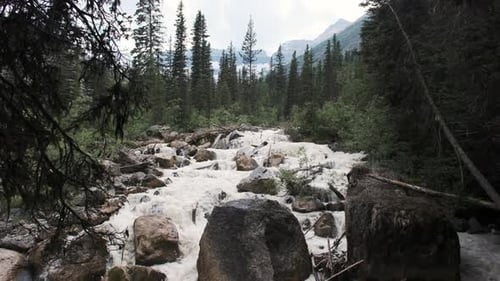 Ein Wildwasserbach rauscht kraftvoll durch einen dichten immergrünen Wald, stürzt über Felsen und fällt