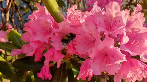 Bumblebee Pollinating Pink Rhododendron Flowers on a Sunny Day