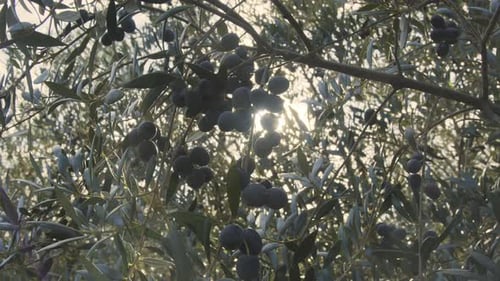 Olives on olive trees growing in an olive garden.