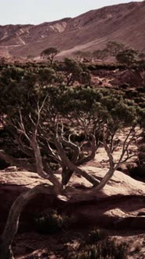 Tree Growing Out of Rock