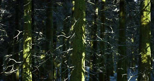Sunlight Filtering Through Tall Trees in a Serene Forest