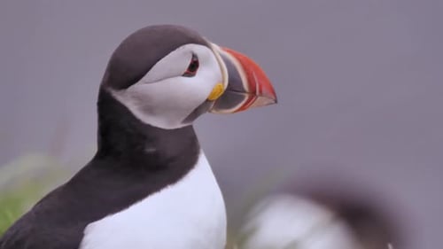 Gorgeous Atlantic puffin on close up looking around and moving his colorful beak