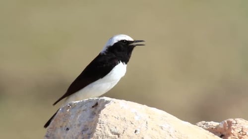 Morning wheatear bird